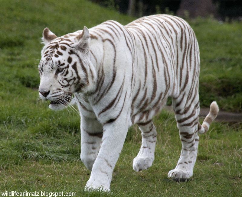 albino siberian tiger