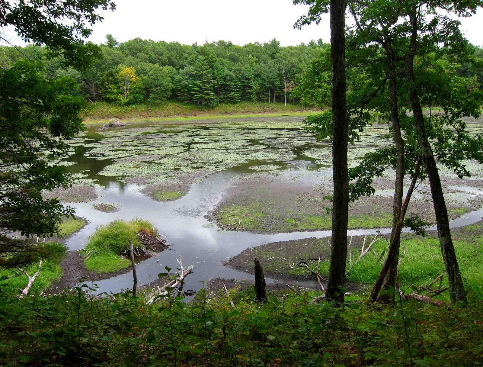 Saratoga woods and waterways Mud Pond is Mostly Mud
