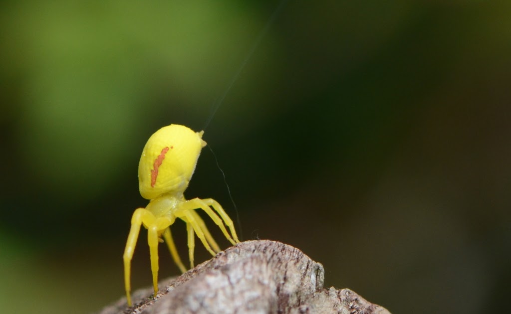 Ballooning spiders Ohio Birds and Biodiversity