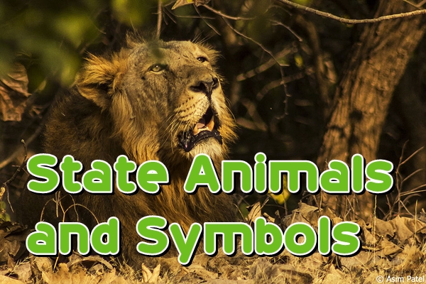 informative essay about lions informative essay about lions