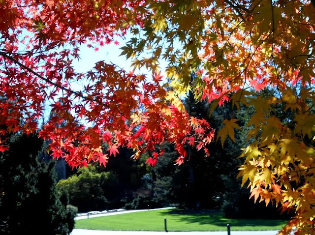 types of maple trees in pennsylvania types of maple trees in pennsylvania