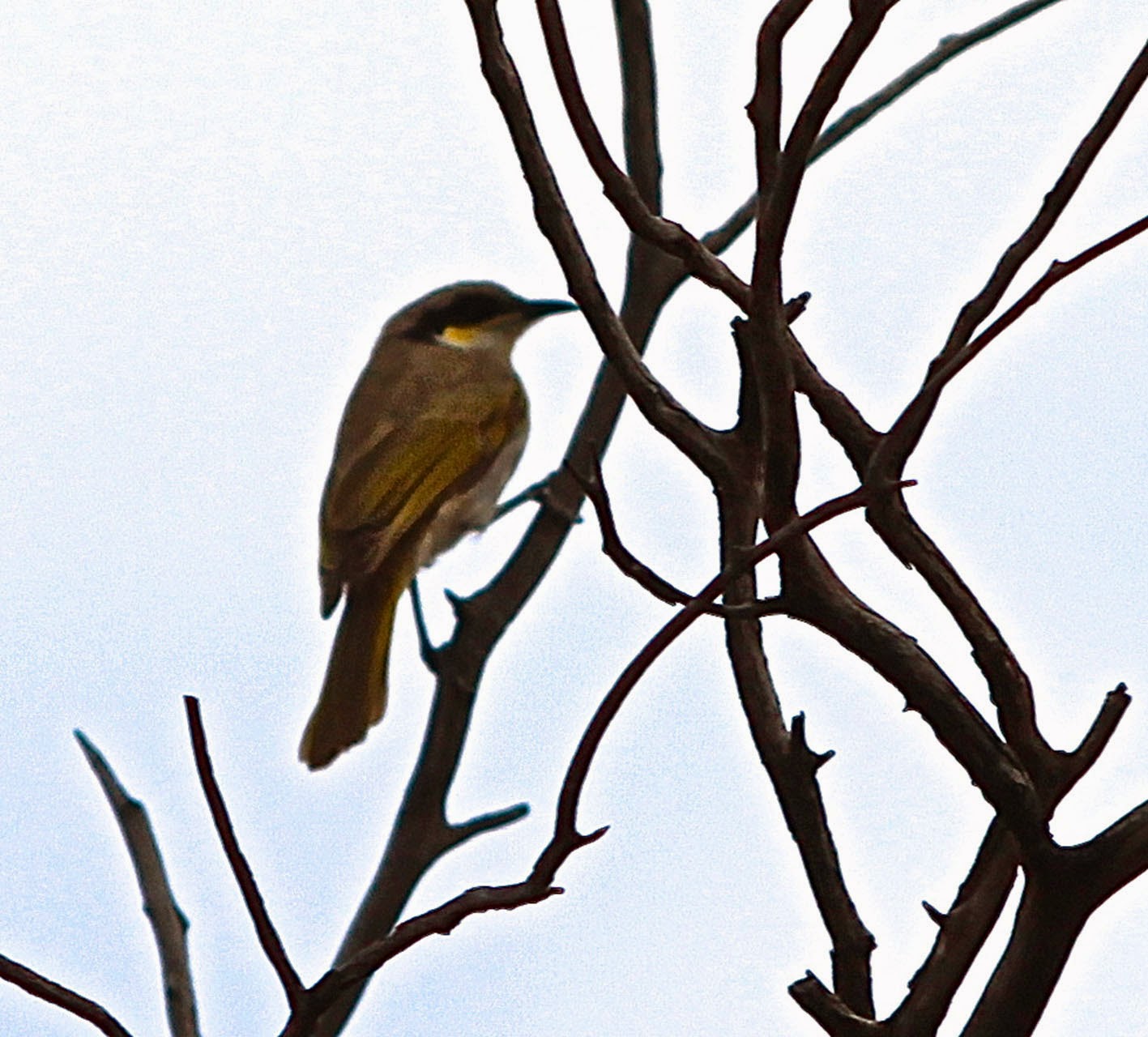 garden delights Wild Bird Wednesday Port Augusta Birds