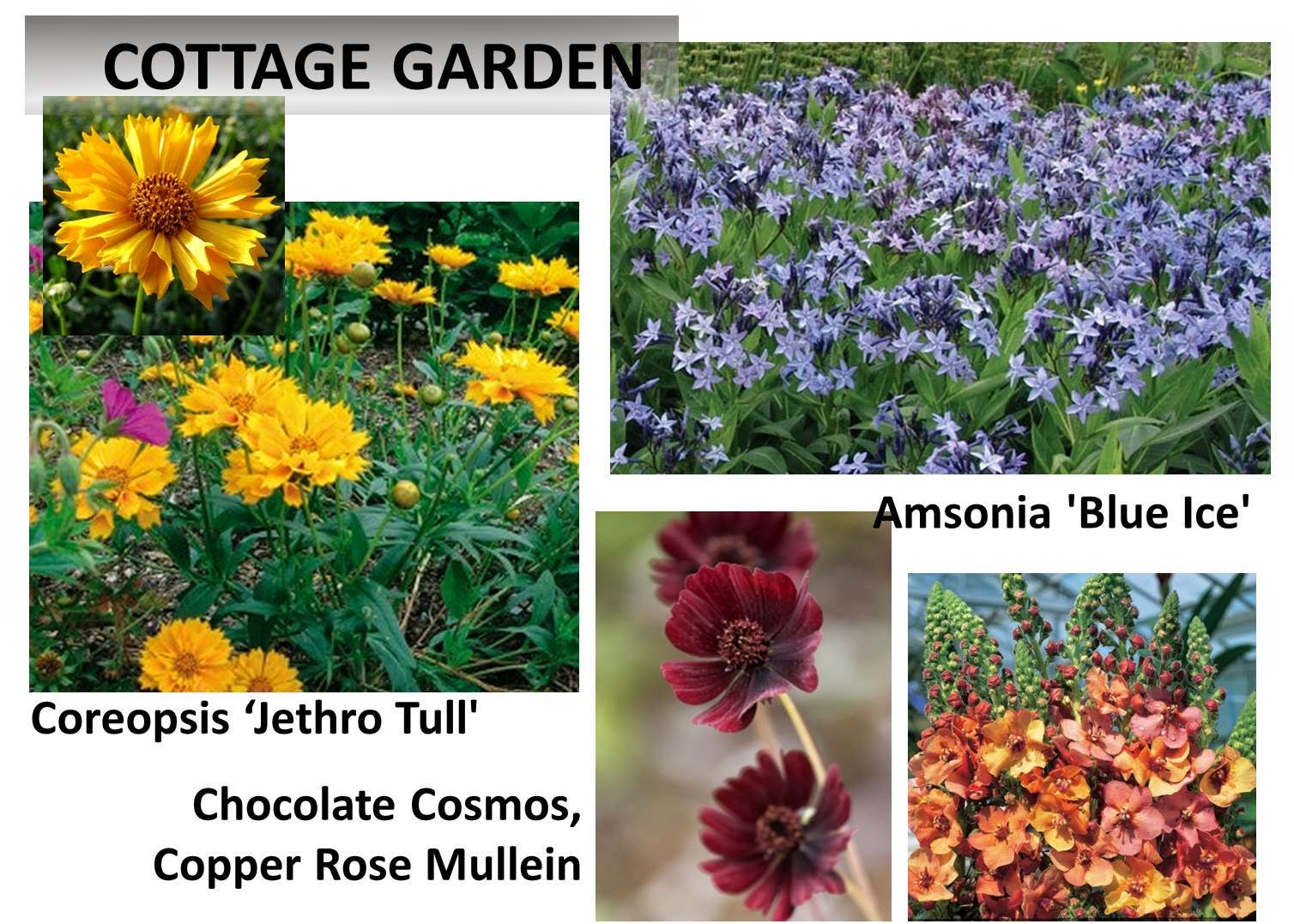 Cottage Garden Flowers