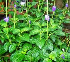 Tanaman obat penyakit amandel daun pecut kuda Tanaman obat amandel daun pecut kuda