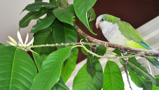 [Image: hoa-ngoc-lan-5.jpg]