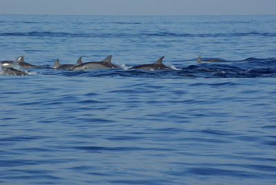 Dolphins Watching at Lovina Beach Bali