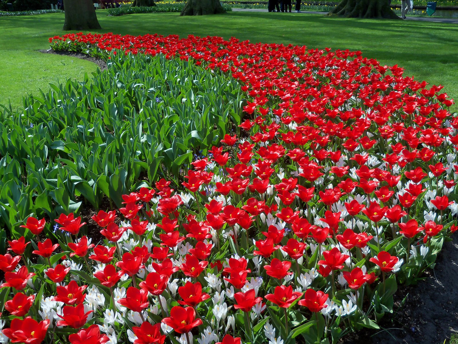 LAS MEJORES IMÁGENES GRATIS: Flores