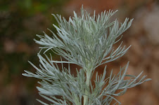 artemisa arborescens (detalle)