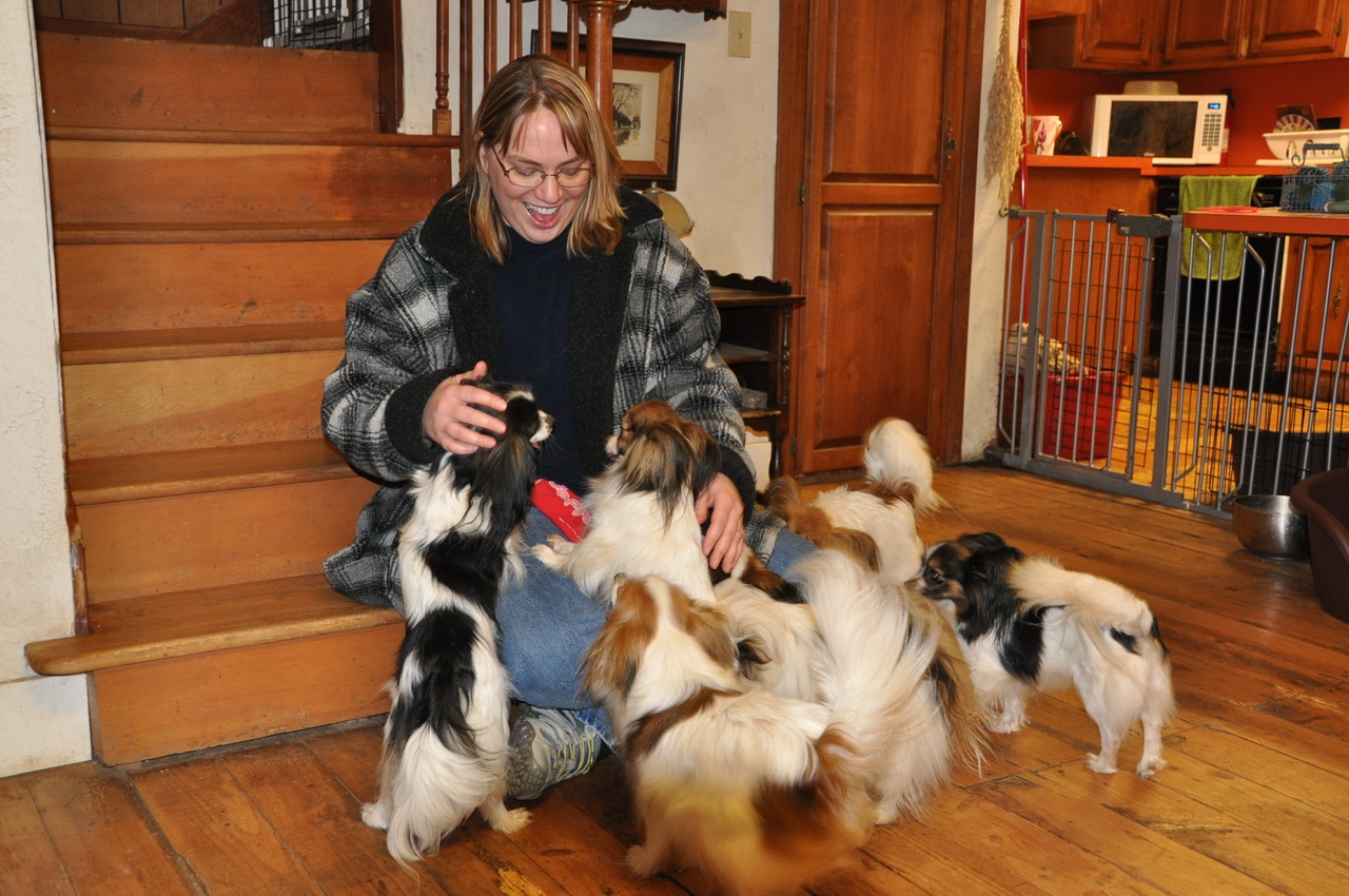 Road's End Papillons Road's End Adult Papillon Dog Adoption