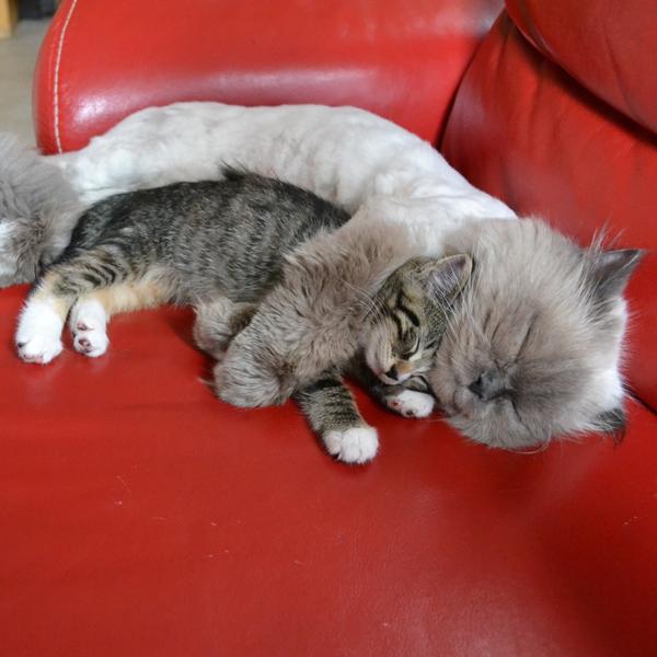 Кошка и приемный котенок