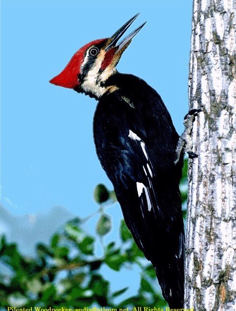 woodpecker animal wildlife woodpecker animal wildlife