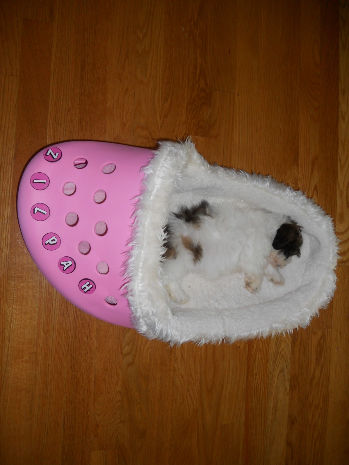 A YEAR OF JUBILEE REVIEWS Plow & Hearth's Sasquatch Shoe Pet Bed