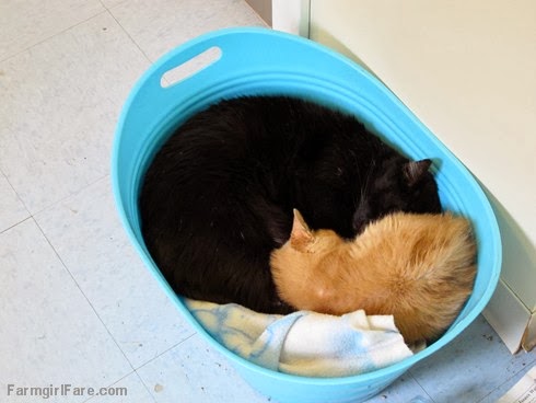 A Simple Photo Of A Cat Served As The Creative Muse For Countless