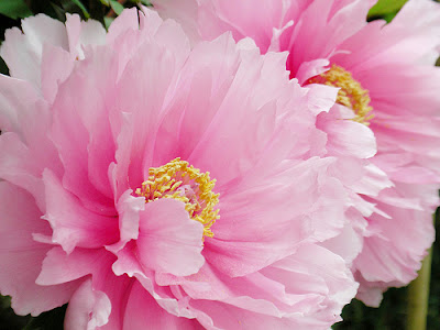 peonies meaning