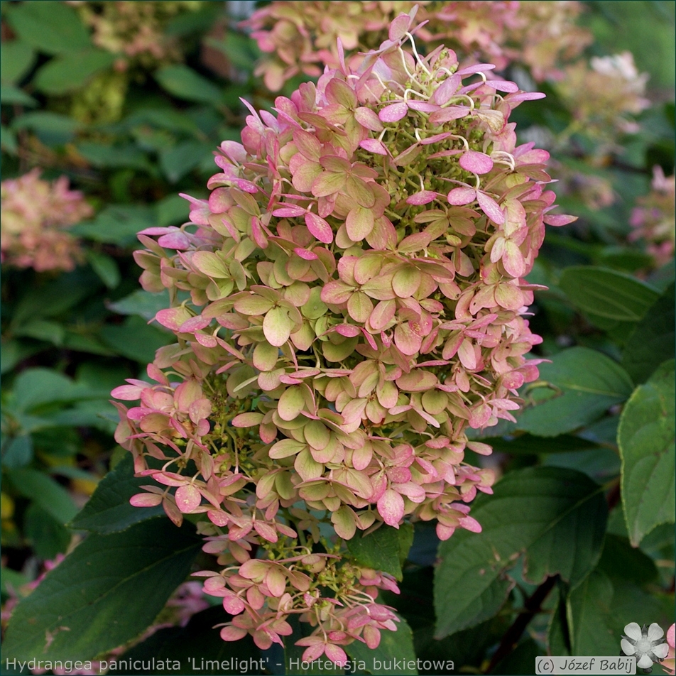 Hydrangea paniculata 'Limelight' - Hortensja bukietowa kwiatostan