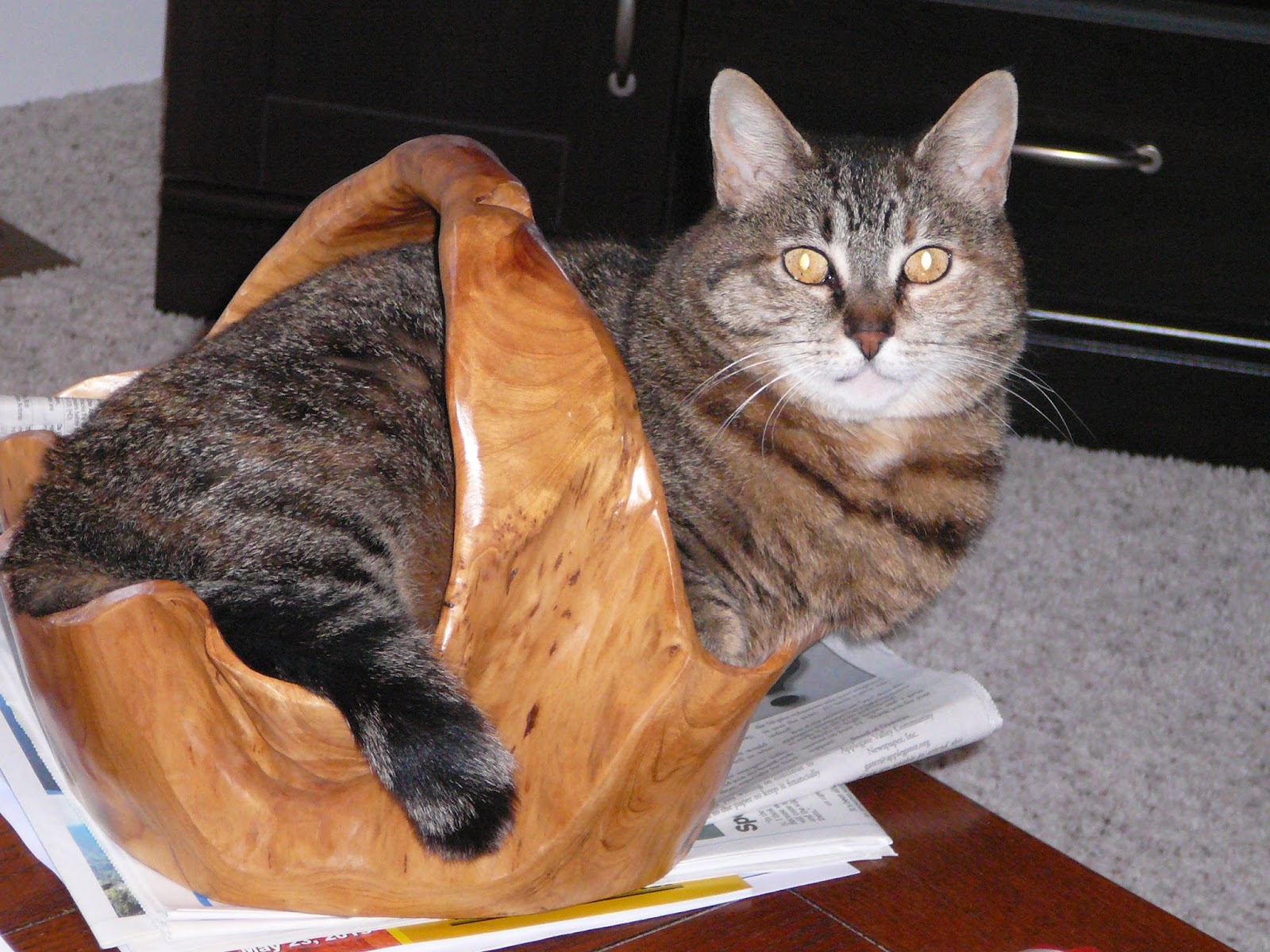 Linda Benson Cats in Baskets