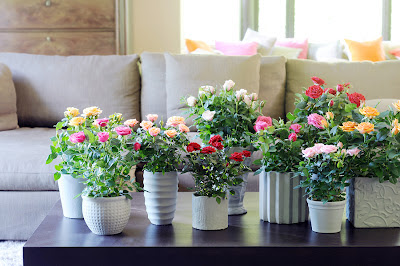 macetas con rosas flores