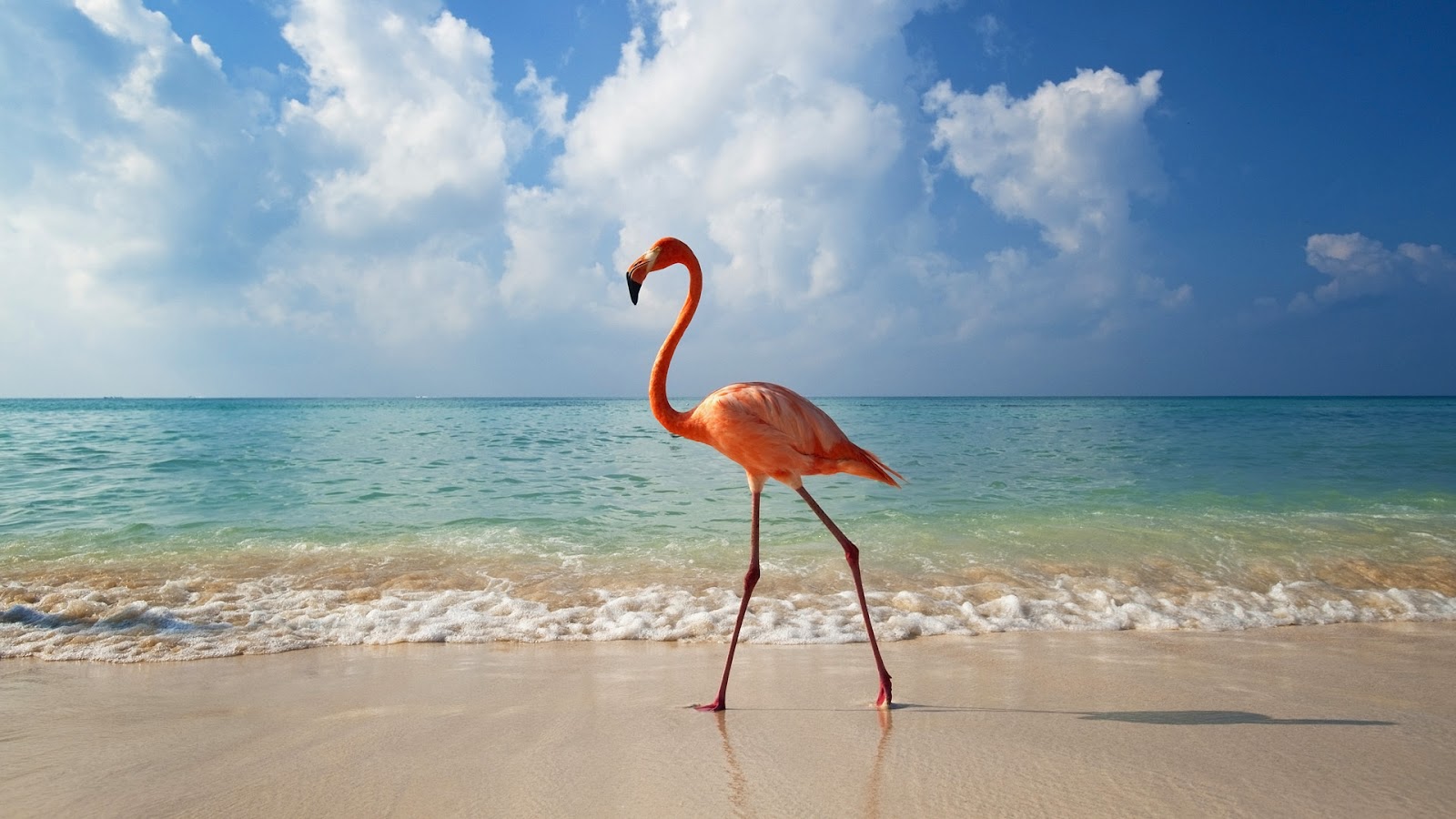 http://2.bp.blogspot.com/-Vo6KAzo_DDs/T0fEbr1CfLI/AAAAAAAAU8U/9mxD_ifDPJ4/s1600/aves-exoticas_14.jpg