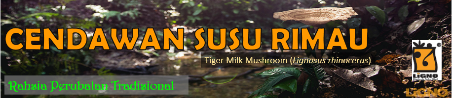 Tiger Milk Mushroom