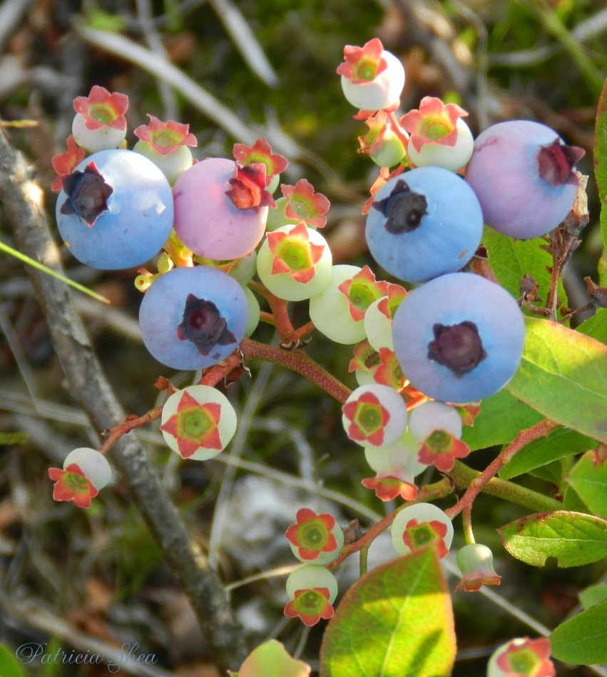 patternpatisserie The various colours of Wild Maine Blueberries