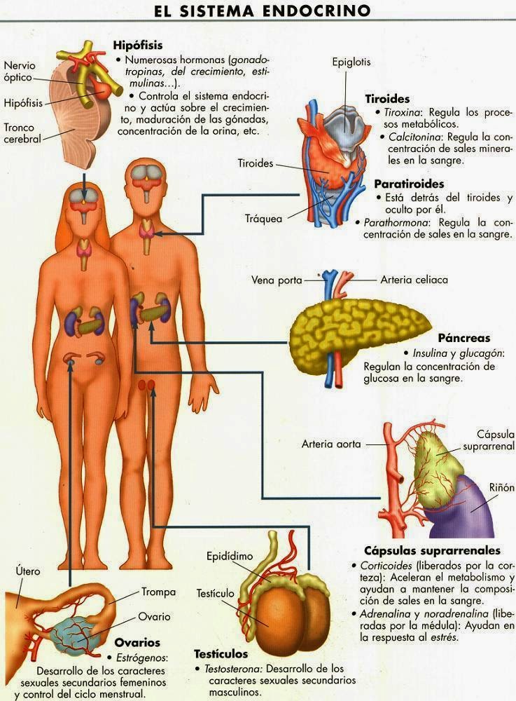 https://www.dropbox.com/s/67s9u1xn4rmhsms/Endocrino%20Manu.pdf?dl=0