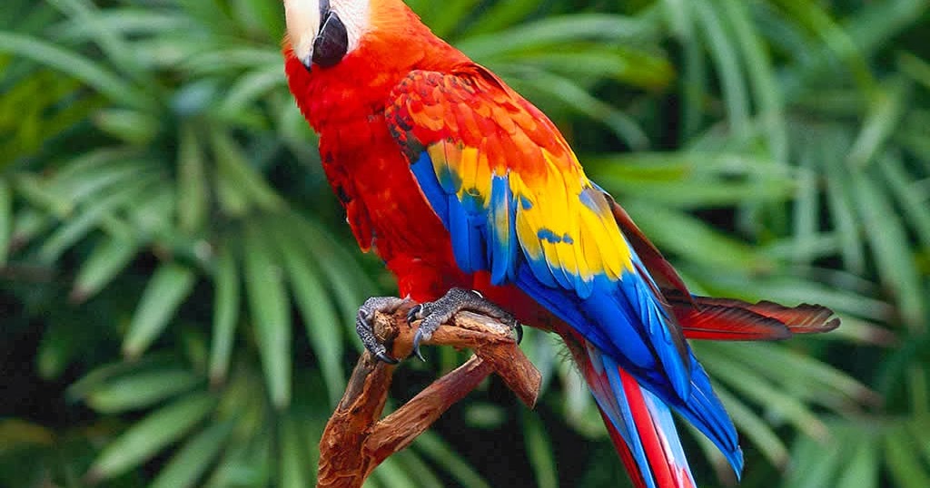 The Little Storyteller How The Parrot Got Its Color