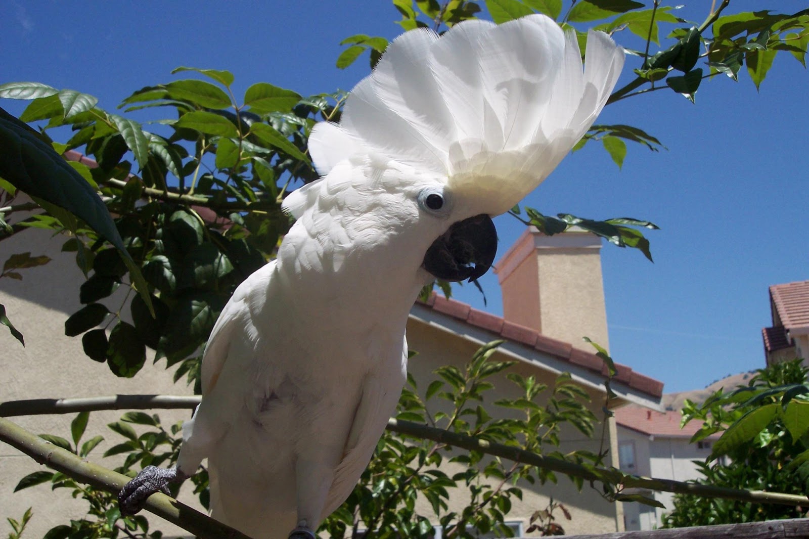 Umbrella Cockatoo Lovely Fresh Hd Wallpapers 2013 | Top hd animals