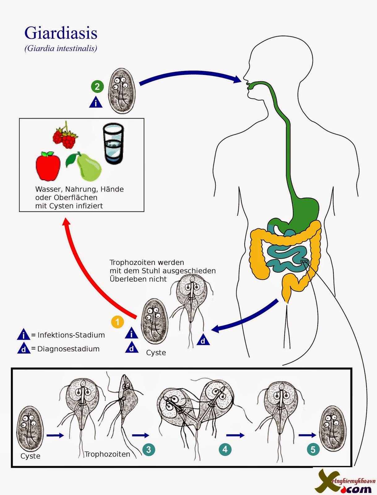 [Image: Giardia_lamblia_Lebenszyklus.jpg]