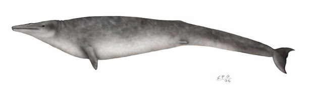 ballenas prehistoricas Zygorhiza