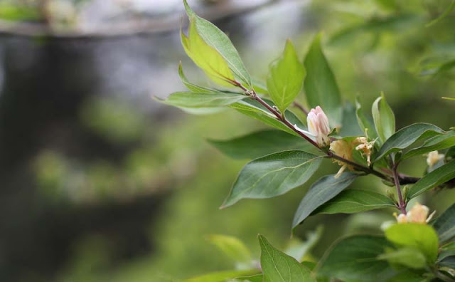 Amur Honeysuckle Flowers Pictures