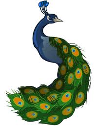 Peacock%20images1.jpg