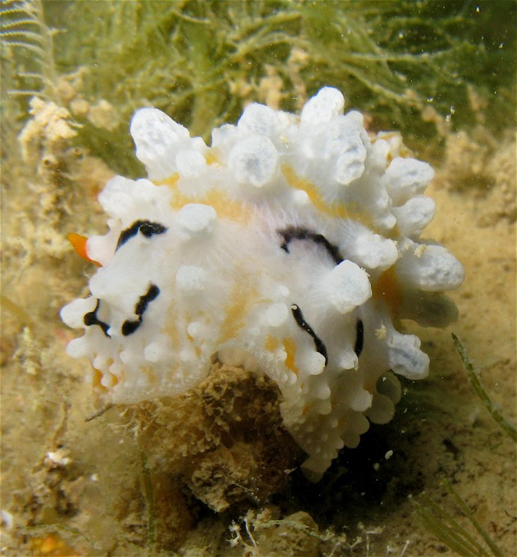 blue sea slug pet. kinds of Sea Slugs (with