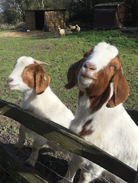 Our Wonderful Boer Goats