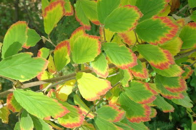 Hamamelis x intermedia  Arnold Promise witchhazel fall colour by garden muses--a Toronto gardening blog