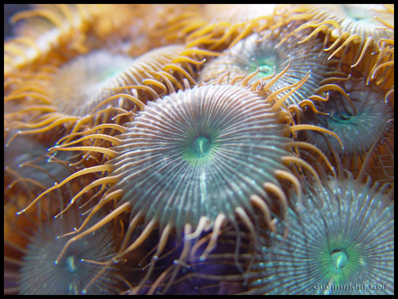 My favorite word is polyp.