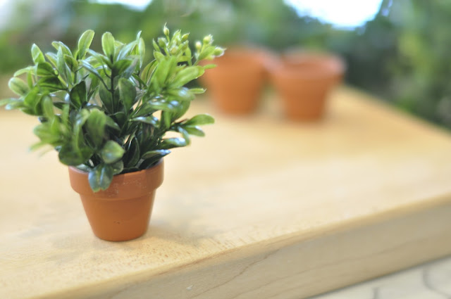 diy mini plants
