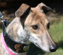 Southeastern Greyhound Adoption