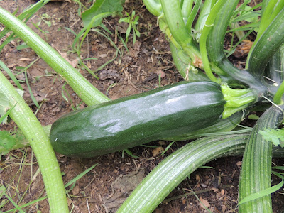 Black Beauty Zucchini Zucchini Plant