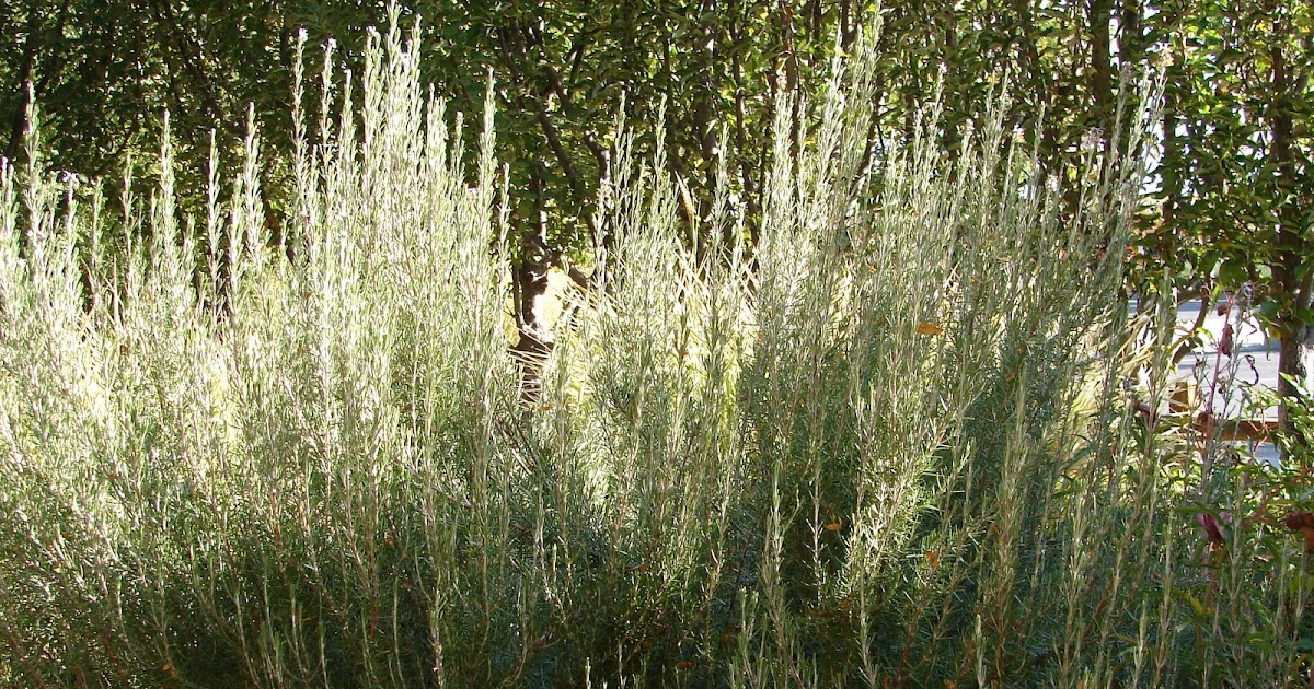 New Utah Gardener Will Rosemary Grow In Utah?