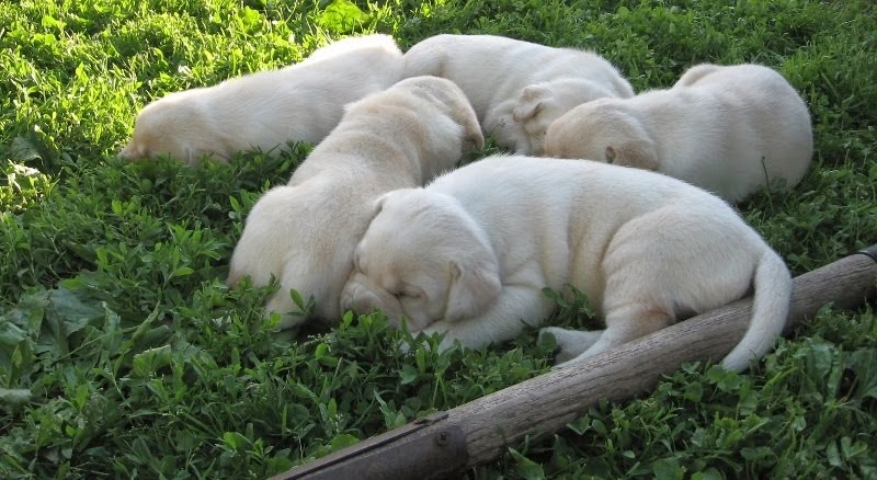 Nicki and Deuce's Puppies 3 weeks old