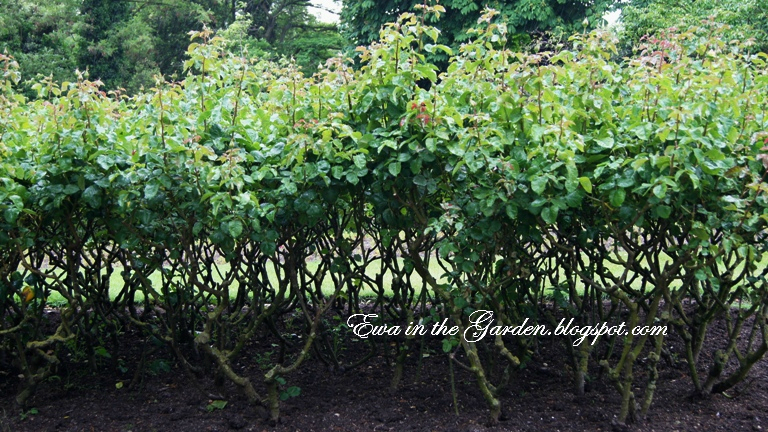 Ewa in the Garden: 15 photos of the Top Rose Garden in London