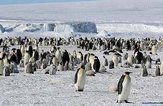 Antartika, penguin, kutub selatan, 