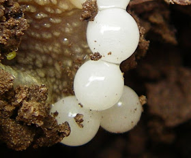 Wanderungen Durch Die Natur Beim Suchen