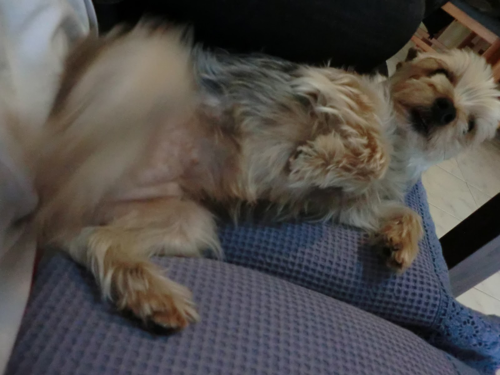 Barcelona 彼と彼女とcafemos 癒し犬 と 癒され犬