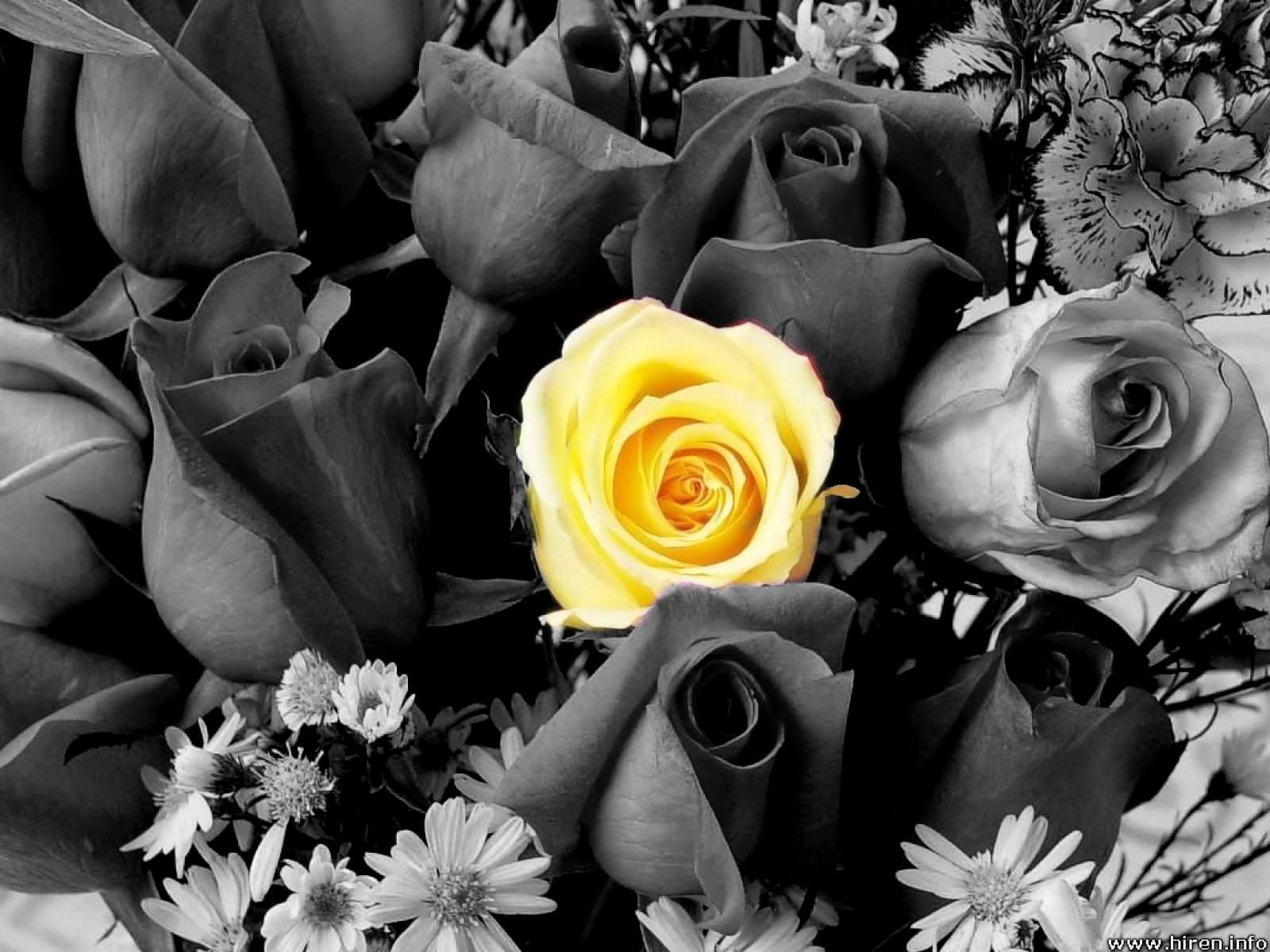 http://2.bp.blogspot.com/-VrzJoKcYn-4/UT8fo4poHJI/AAAAAAAADvI/ubbcAdywSd0/s1600/Yellow-black-and-white-roses-wallpaper-hd.jpg