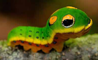 Lagarta
