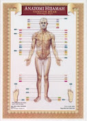 Anatomi Hijamah Depan