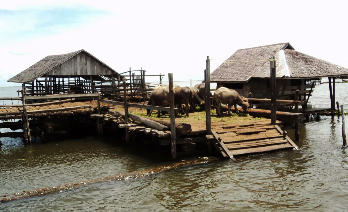 KONSERVASI EKOSISTEM RAWA NEGARA DAHA : Agustus 2014