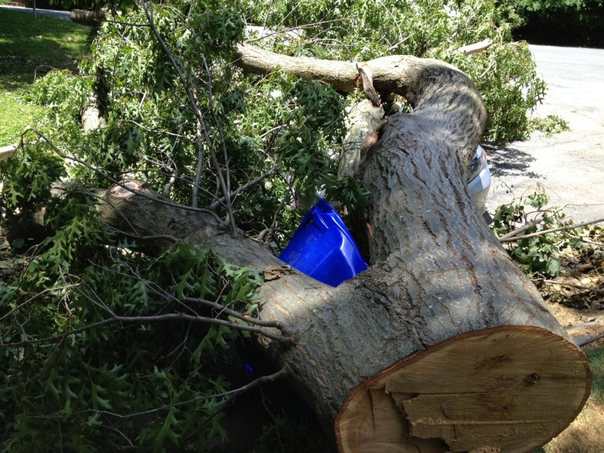 Talkin' Trash Tree crushes recycling cart, but not our recycling spirit!