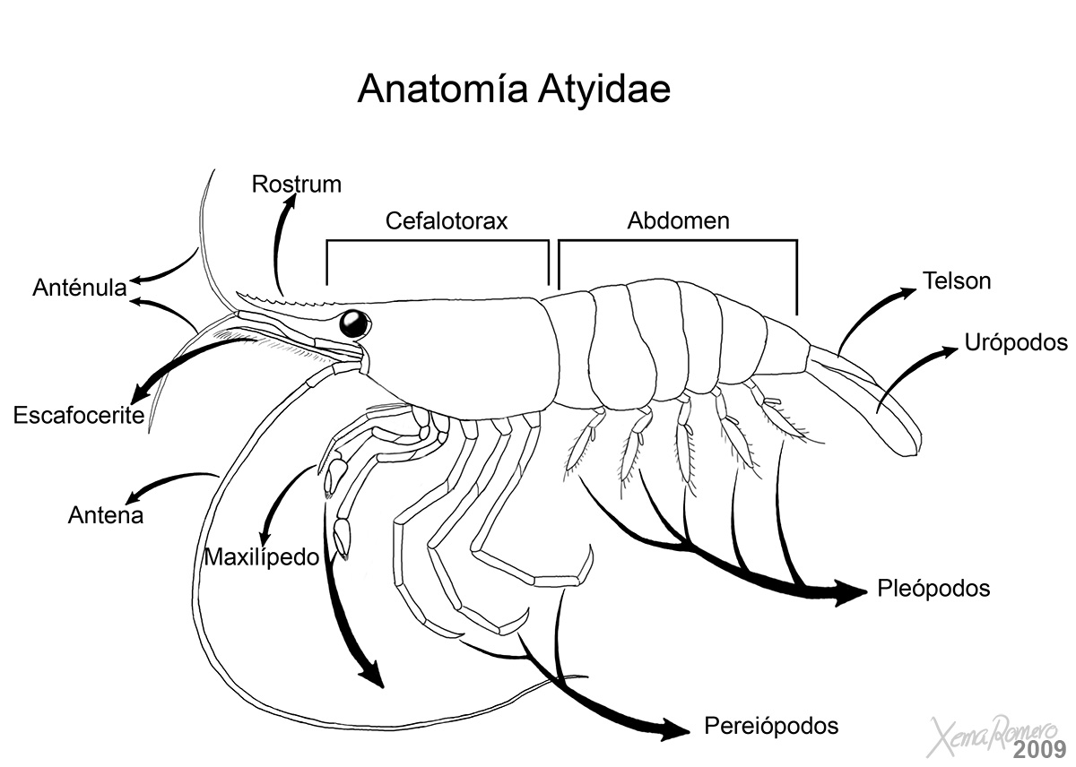 Anatomía del Camrón